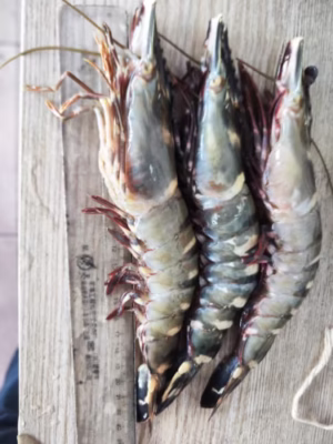 Click to view full screen Extra large black tiger prawns, sent live frozen. photo review